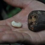 The extracted palm grub before collecting to eat it.
First mentioned in chapter 3 A white grub extracted from a palm nut