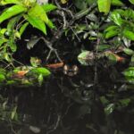 A small spectacled caiman watching us paddle by on a nightly canoe trip. Two caiman eyes poke out of the water